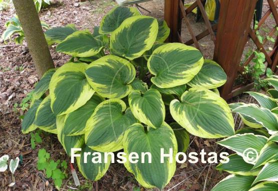 Hosta Celebrity